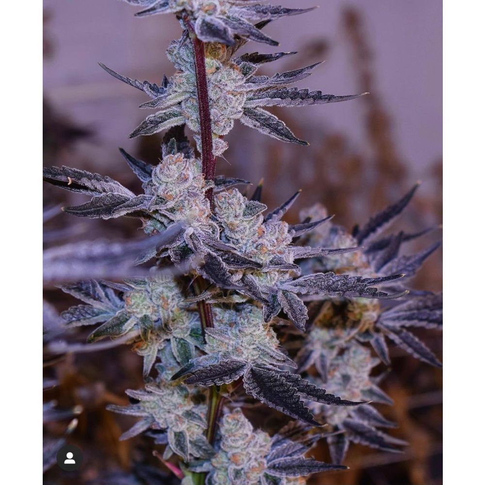In House Genetics Platinum Platinum Jelly Feminisierte Hanfsamen Blüte