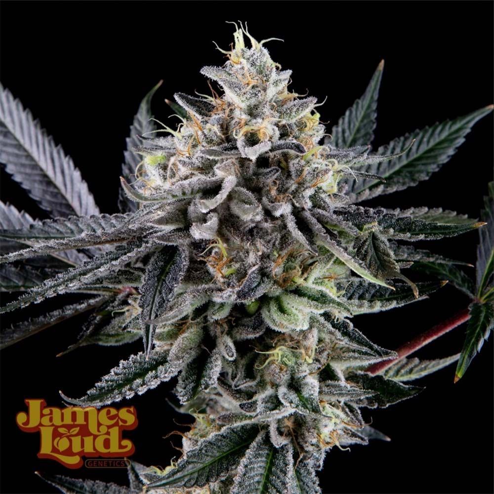 James Loud Genetics Frosted Biscotti Reguläre Hanfsamen Blüte