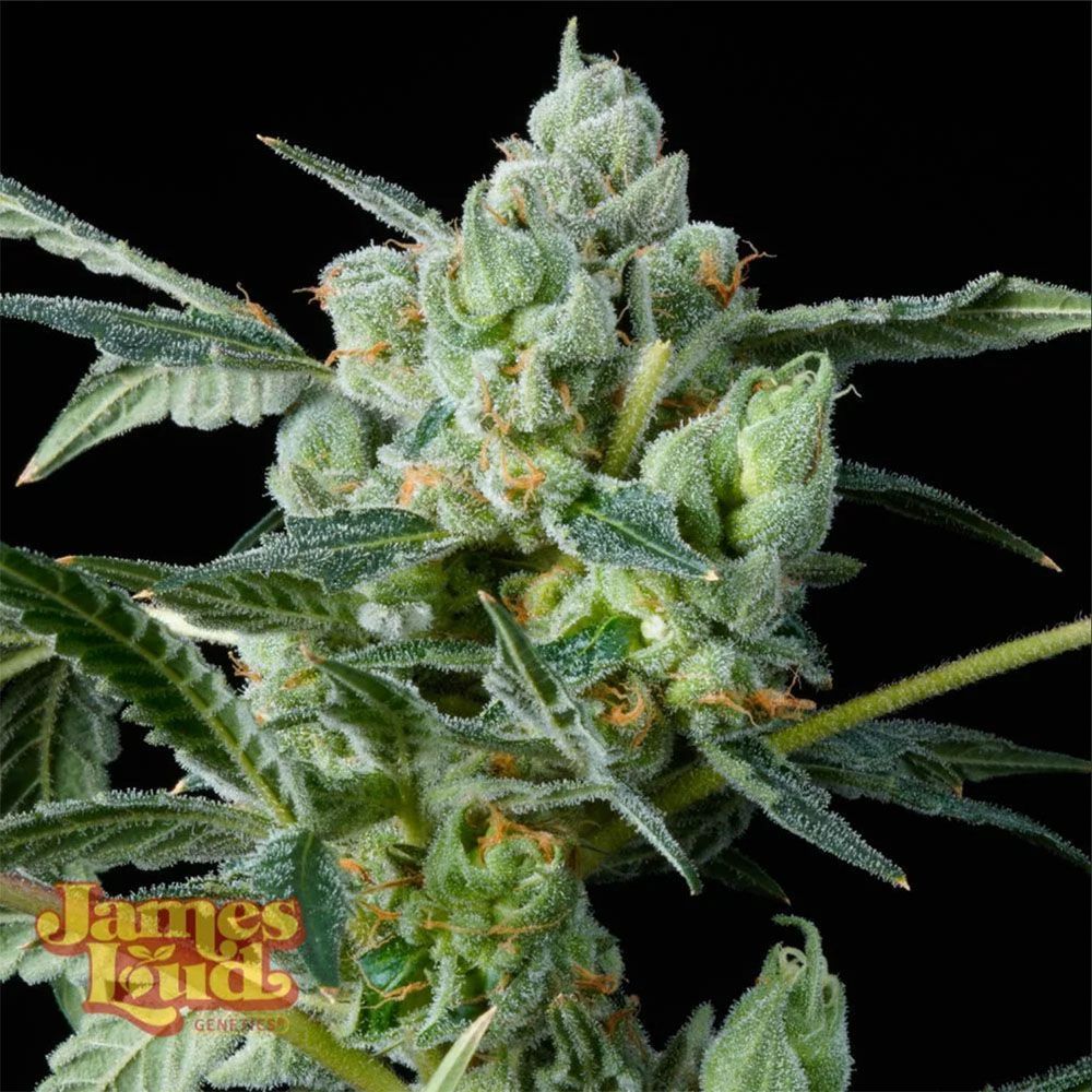 James Loud Genetics Haight Street Haze Femnisierte Hanfsamen Blüte