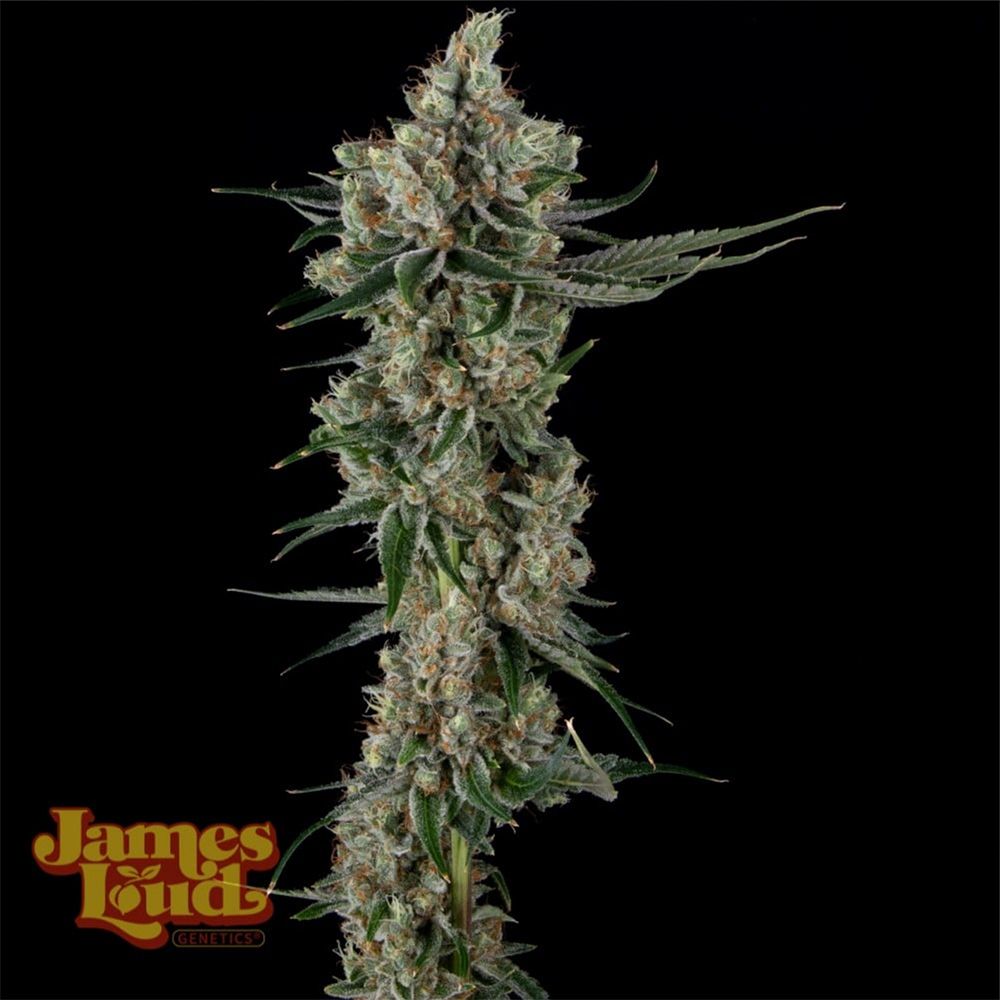 James Loud Genetics Loud Dream Candy Femnisierte Hanfsamen Blüte