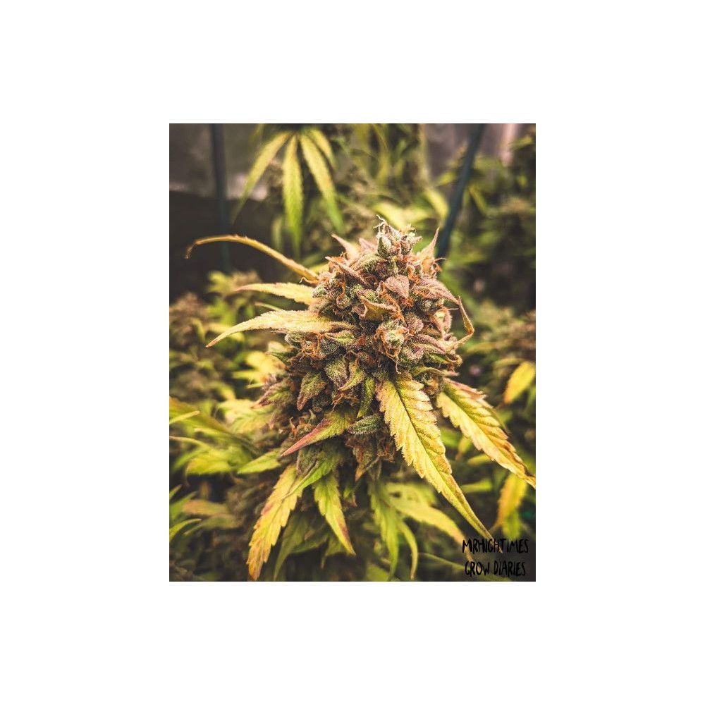 Mephisto Genetics Bear Assed Monkey Automatic Hanfsamen