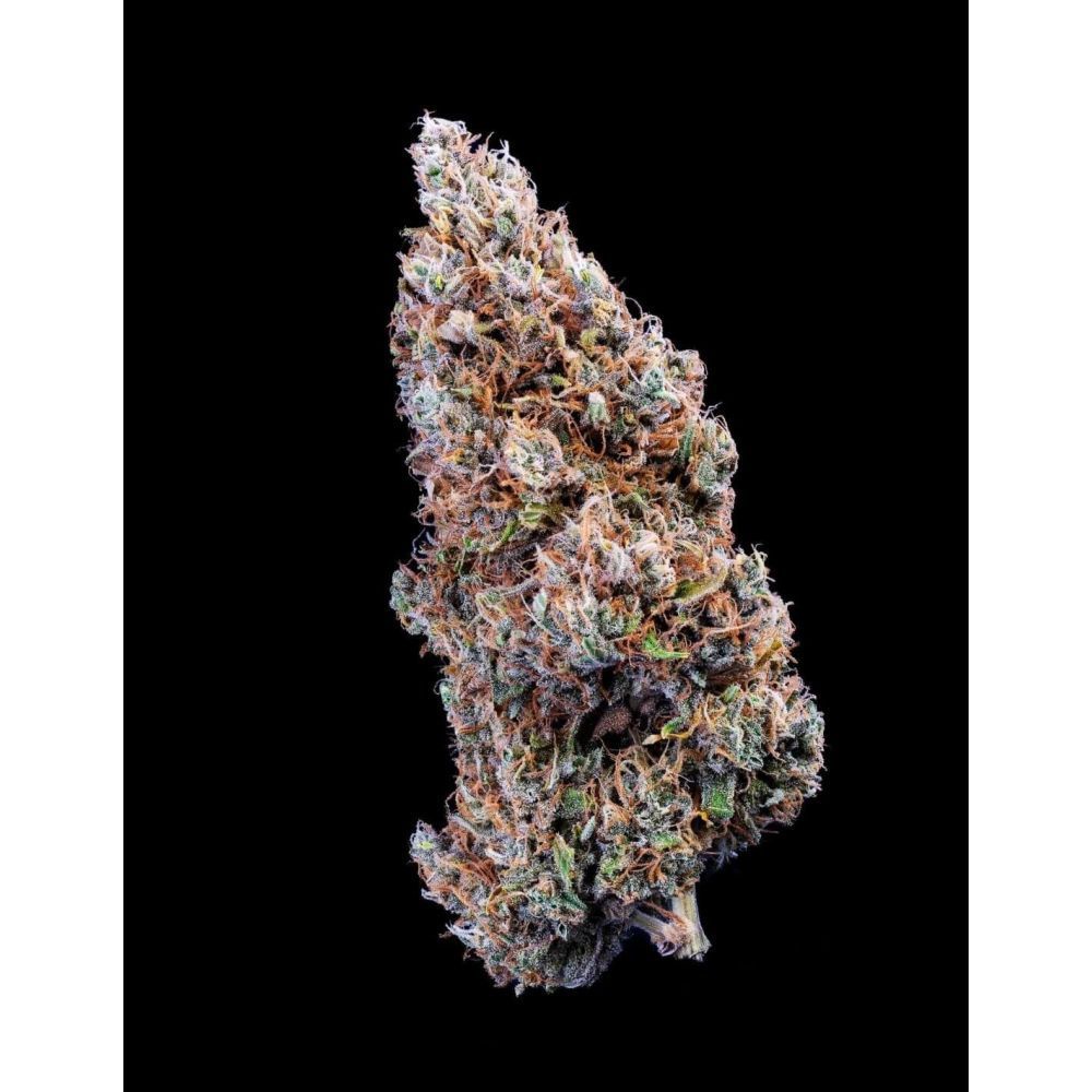 Mephisto Genetics Crème Bubbly Automatic Hanfsamen