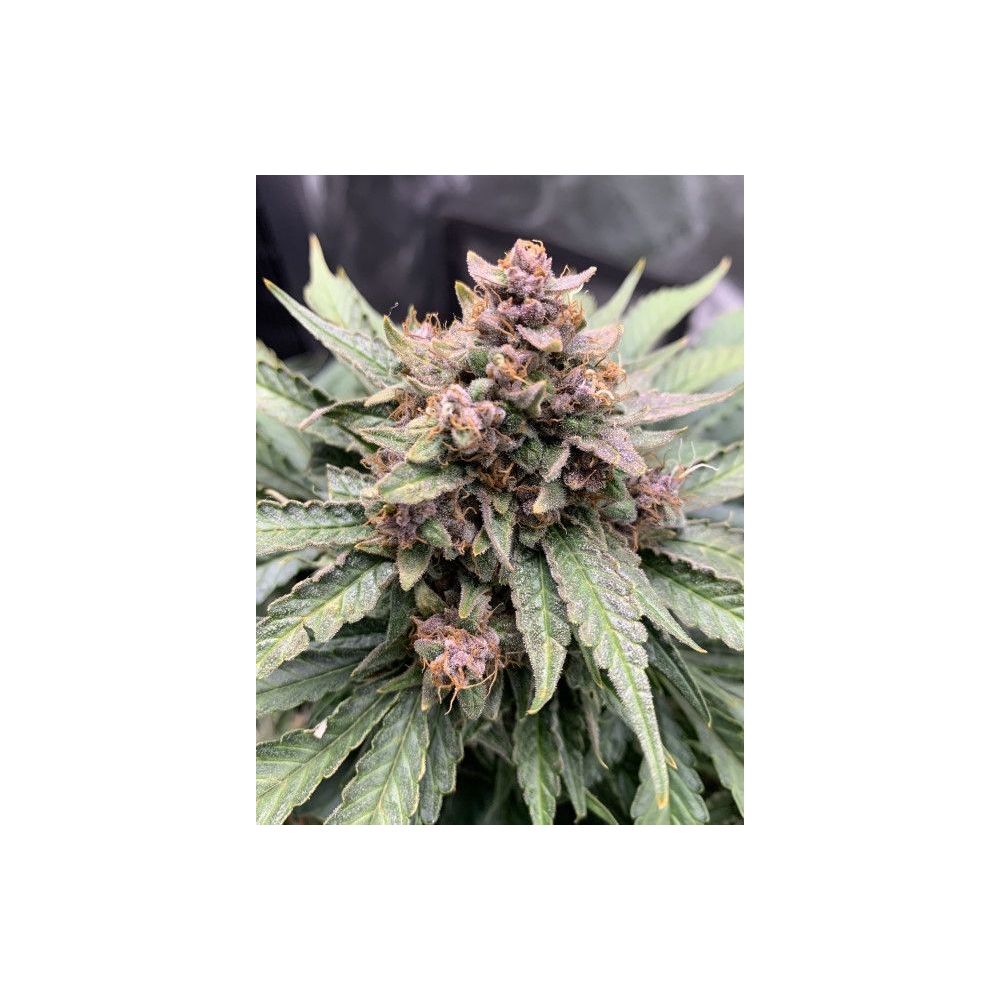 Mephisto Genetics Forgotten Strawberries Automatic Hanfsamen