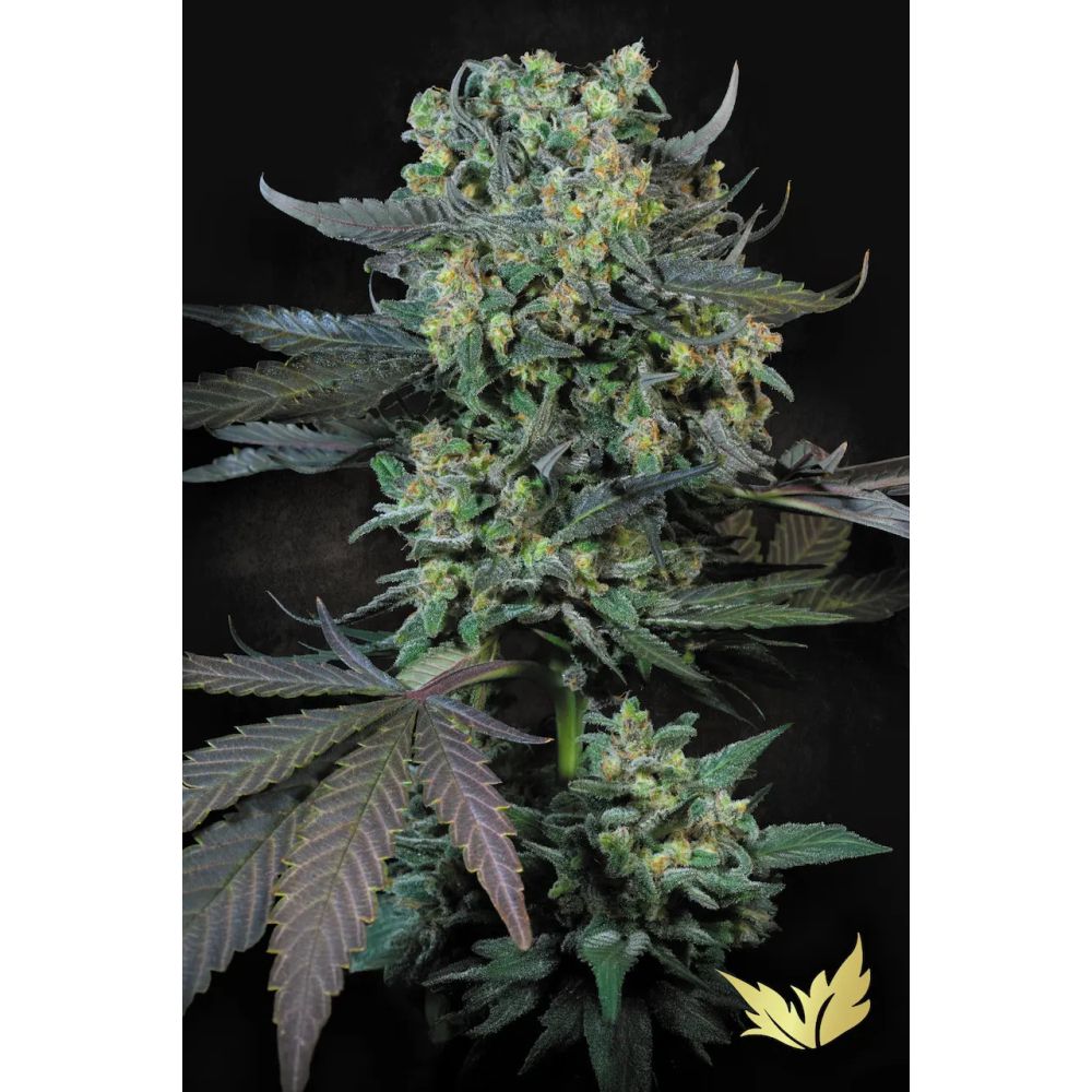 Paradise Seeds Momo Cannabis Blüte