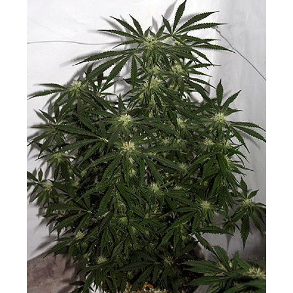 Mr Nice Early Skunk Haze Reguläre Hanfsamen