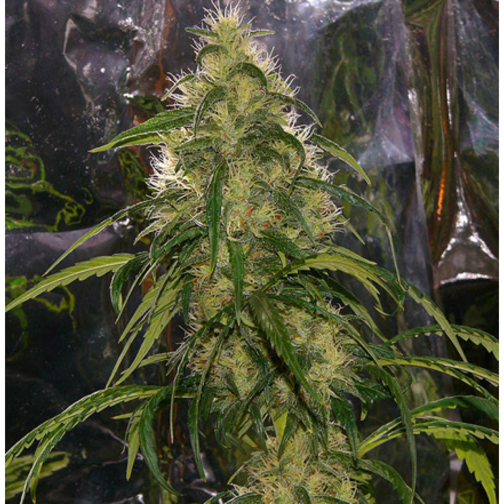 Mr Nice Shit Reguläre Hanfsamen