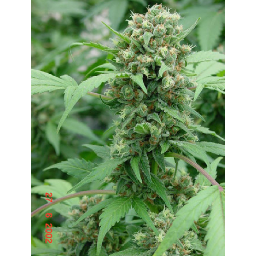 Mr Nice Shit Reguläre Hanfsamen