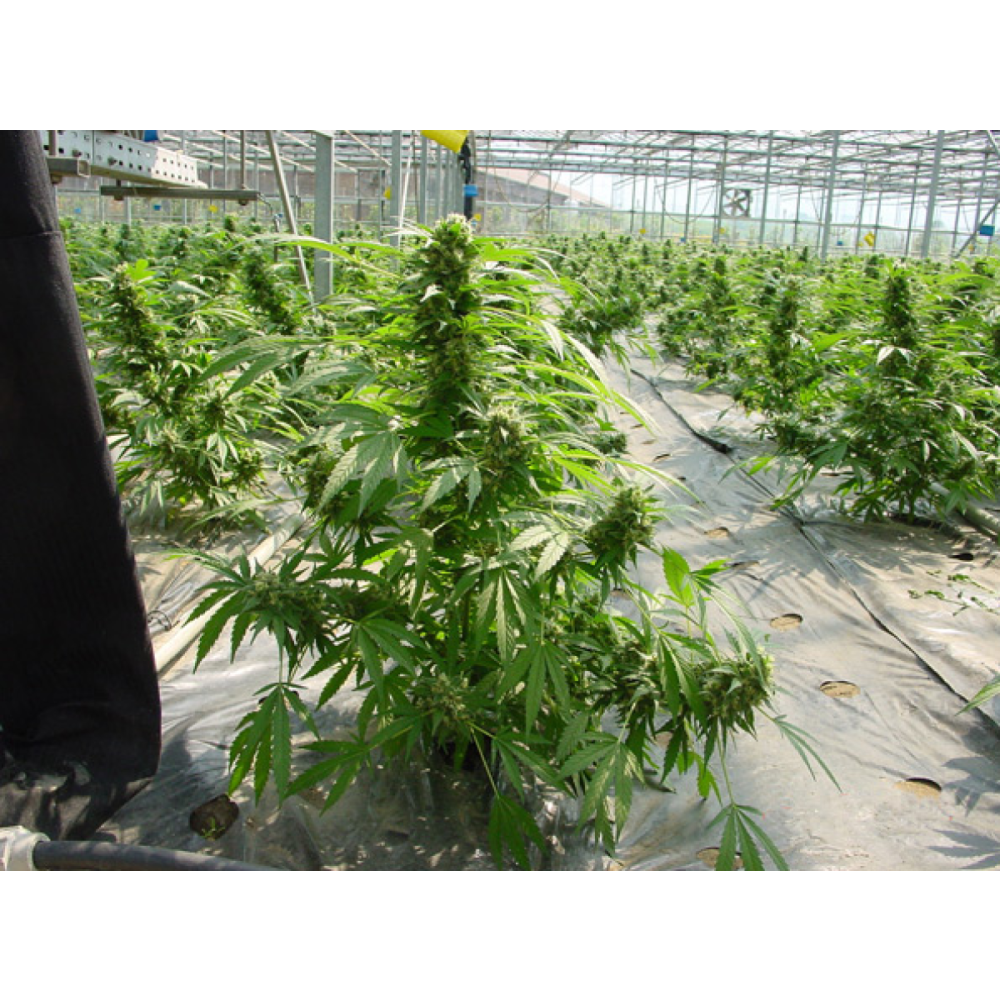 Mr Nice Shit Reguläre Hanfsamen