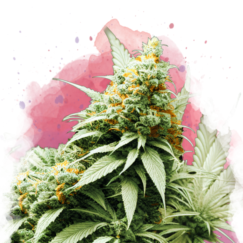 Nirvana Seeds Big Bud Feminisierte Hanfsamen