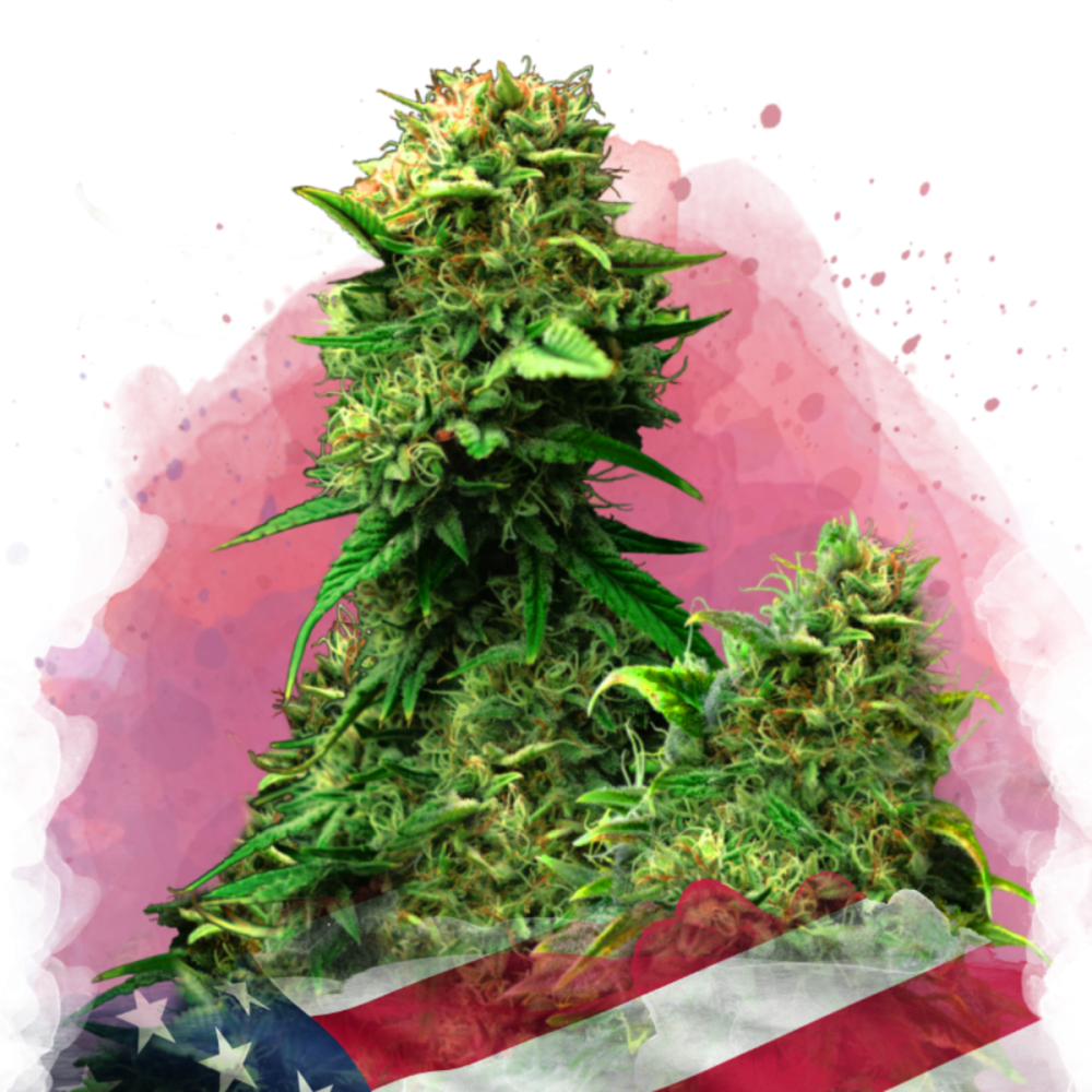 Nirvana Seeds Blue Dream Feminisierte Hanfsamen