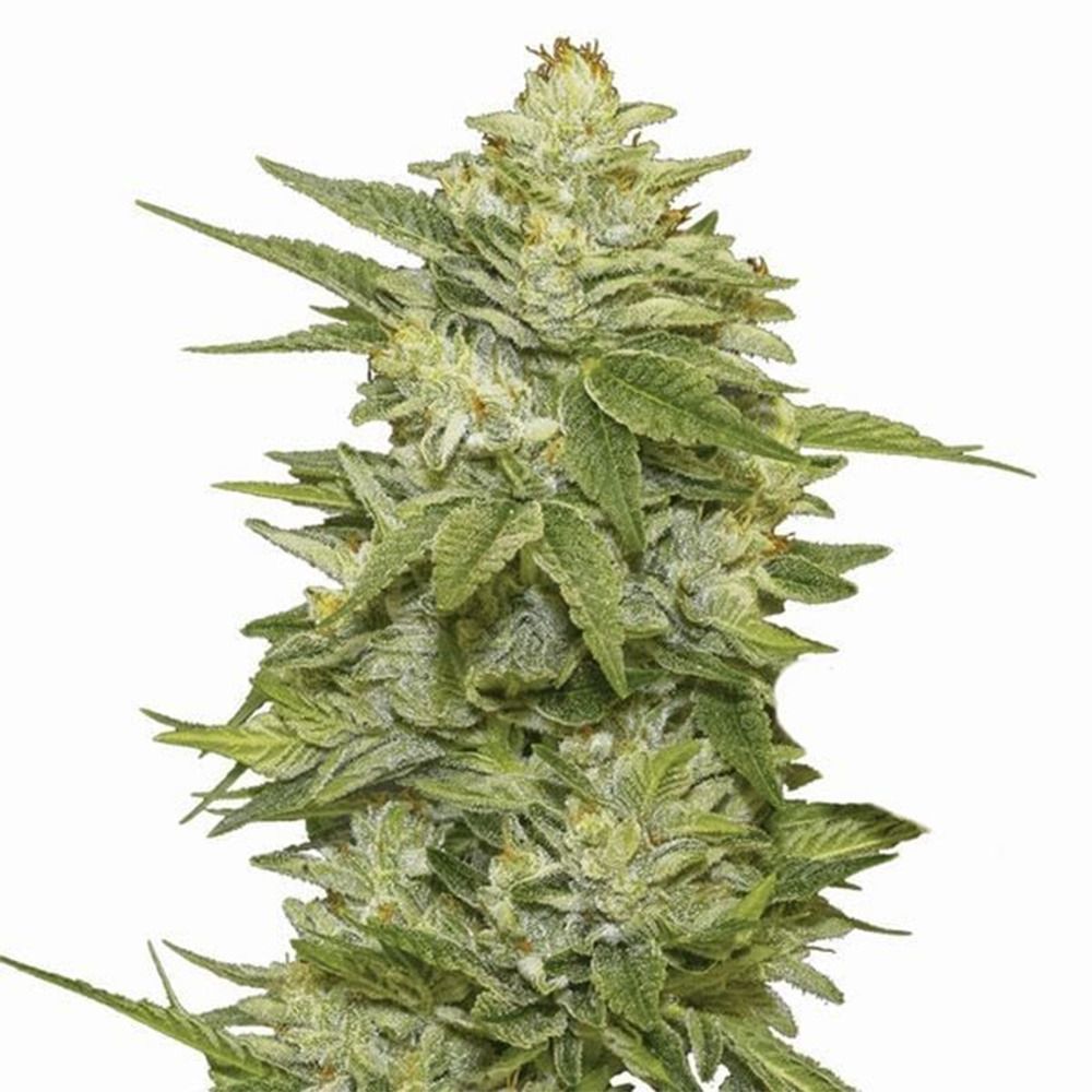 Nirvana Seeds GG48 Automatic Hanfsamen Cannabisblüte