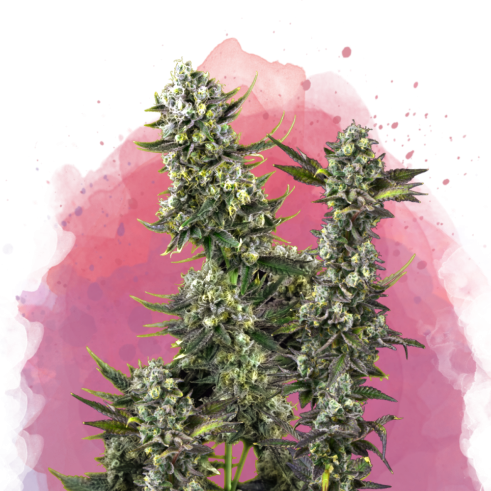 Nirvana Seeds Hindu Kush Feminisierte Hanfsamen