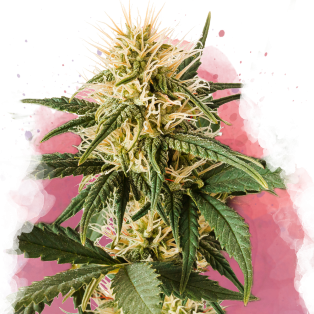 Nirvana Seeds Pure Power Plant Feminisierte Hanfsamen