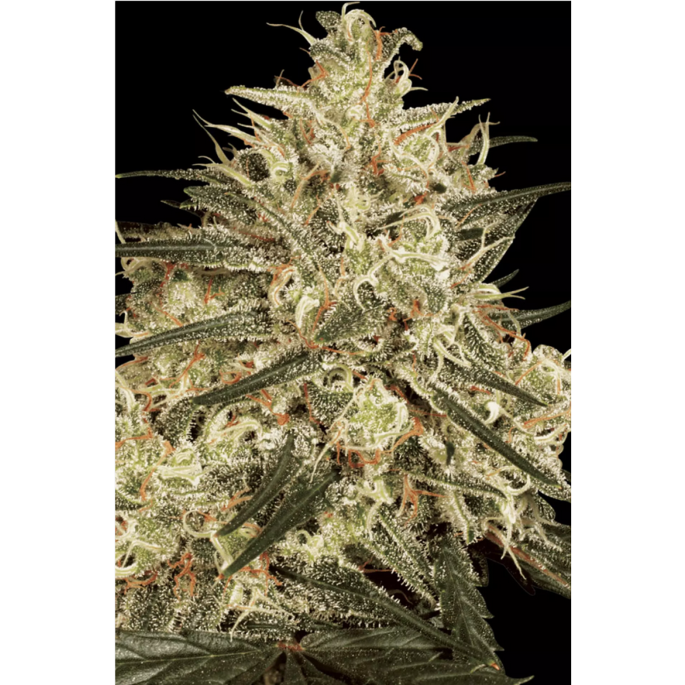 Paradise Seeds Atomical Haze Feminisierte Hanfsamen