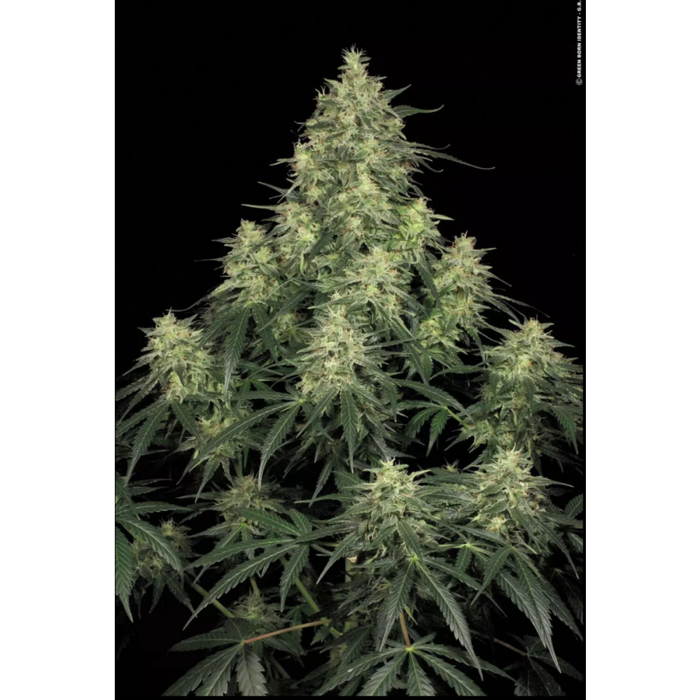 Paradise Seeds Atomical Haze Feminisierte Hanfsamen