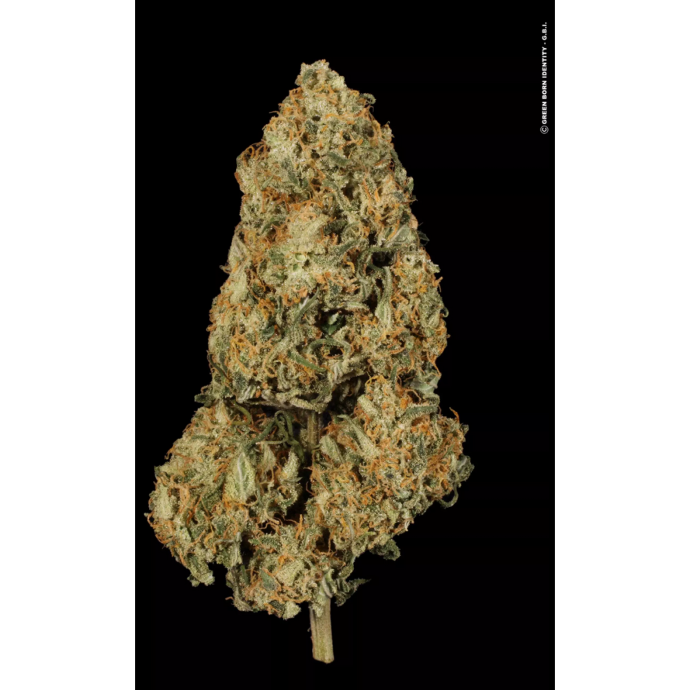 Paradise Seeds Atomical Haze Feminisierte Hanfsamen