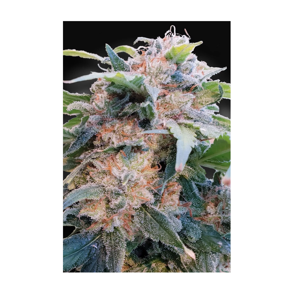 Paradise Seeds CBD Dream Feminisierte Hanfsamen