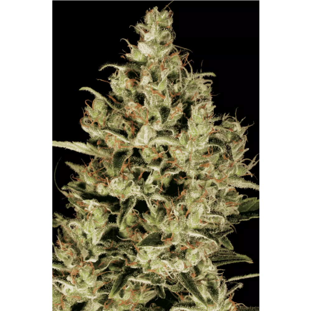 Paradise Seeds Delahaze Femenisirt Hanfsamen