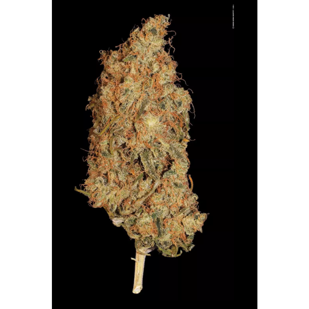 Paradise Seeds Delahaze Femenisirt Hanfsamen