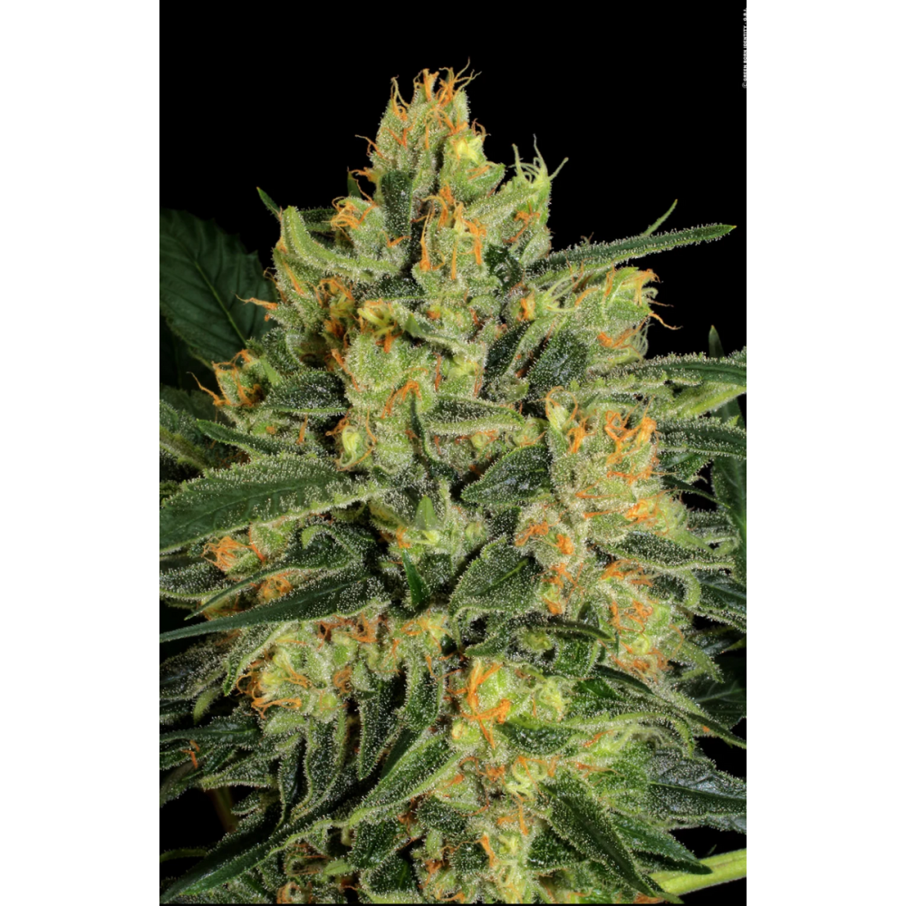 Paradise Seeds CBD Durga Mata 2 Feminisierte Hanfsamen