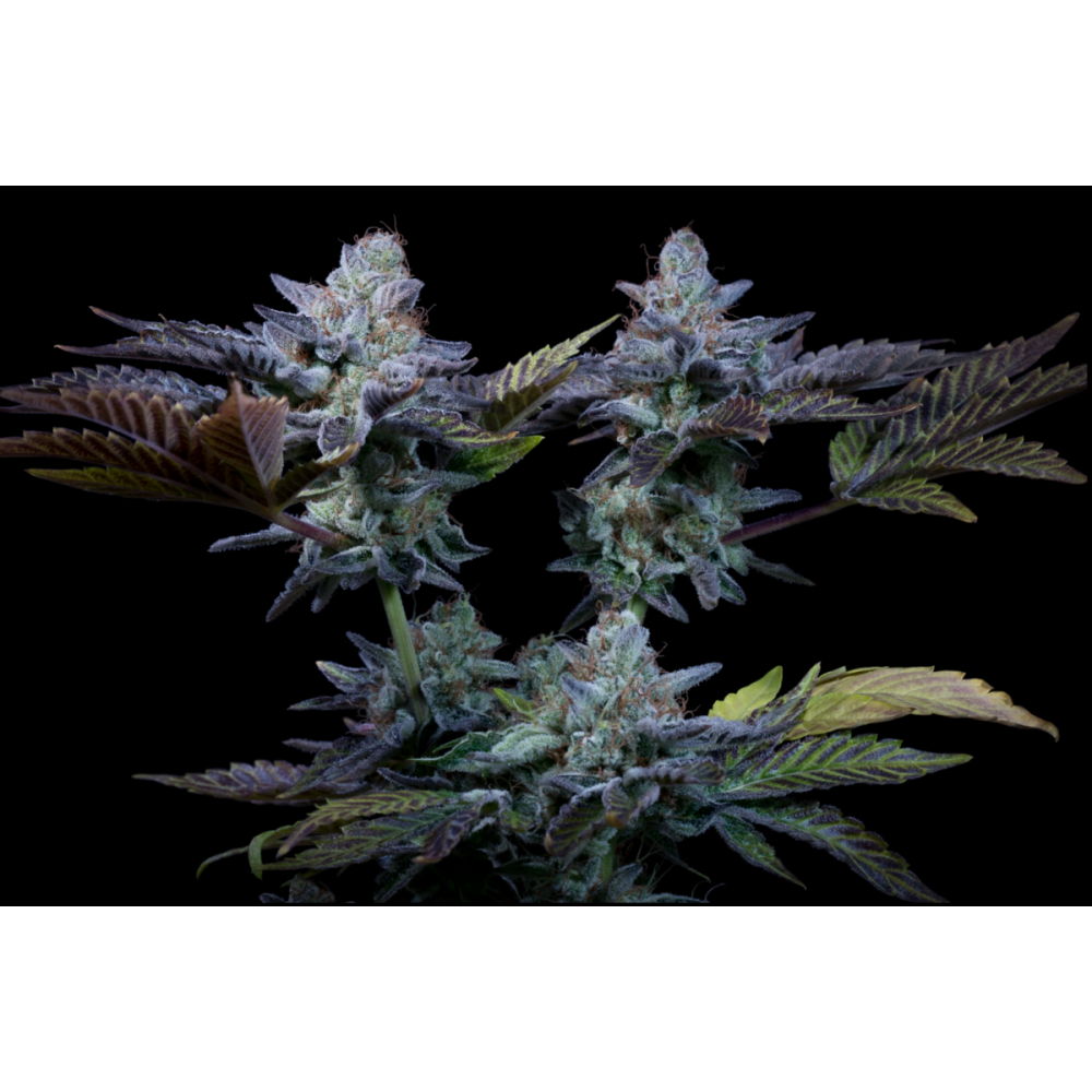 Paradise Seeds Sweetopia Feminisierte Hanfsamen
