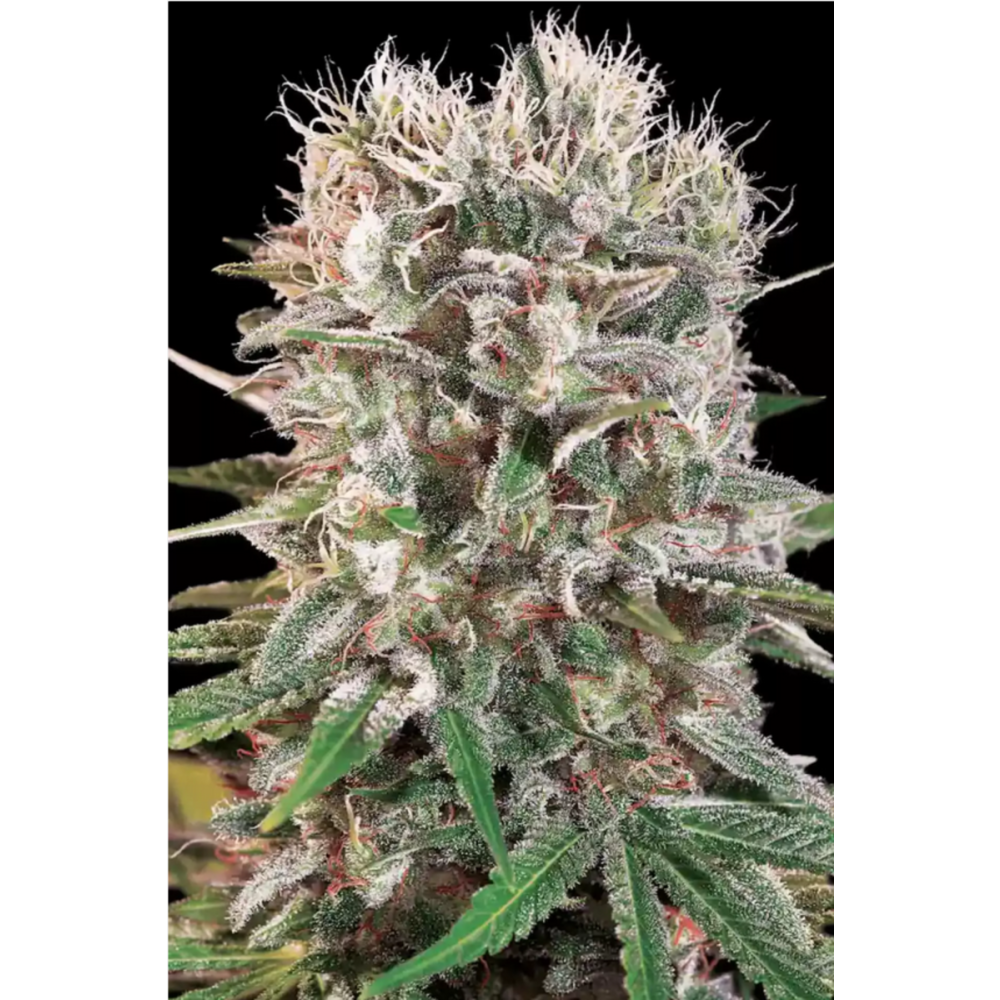 Paradise Seeds Wappa Femenisirt Hanfsamen