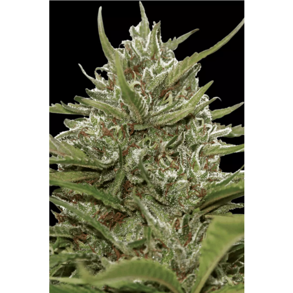 Paradise Seeds Whiteberry Automatic Hanfsamen