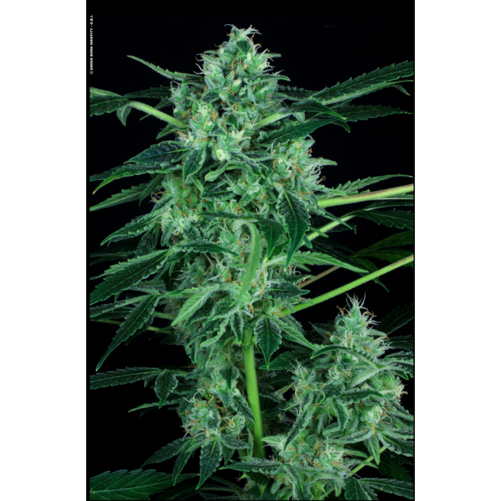 Paradise Seeds Whiteberry Automatic Hanfsamen
