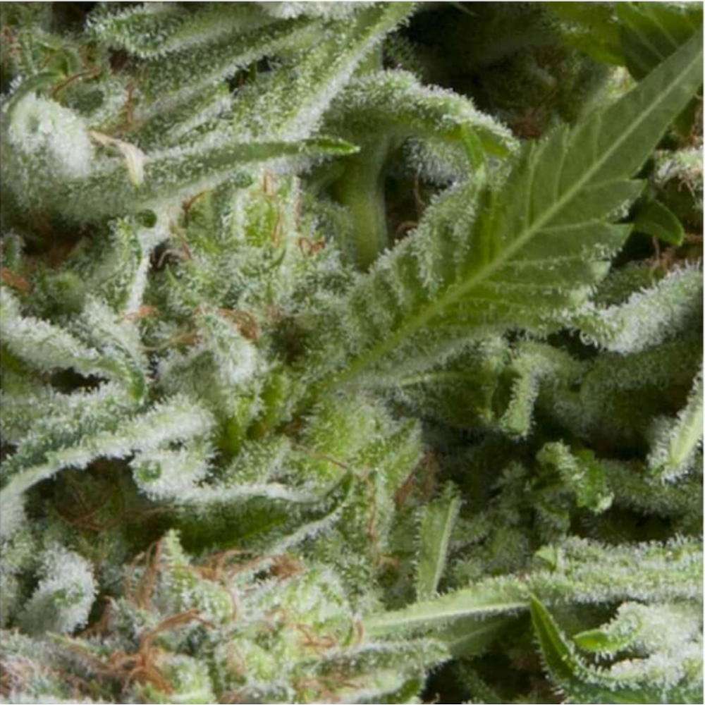 Pyramid Seeds Alpujarreña Automatic Hanfsamen