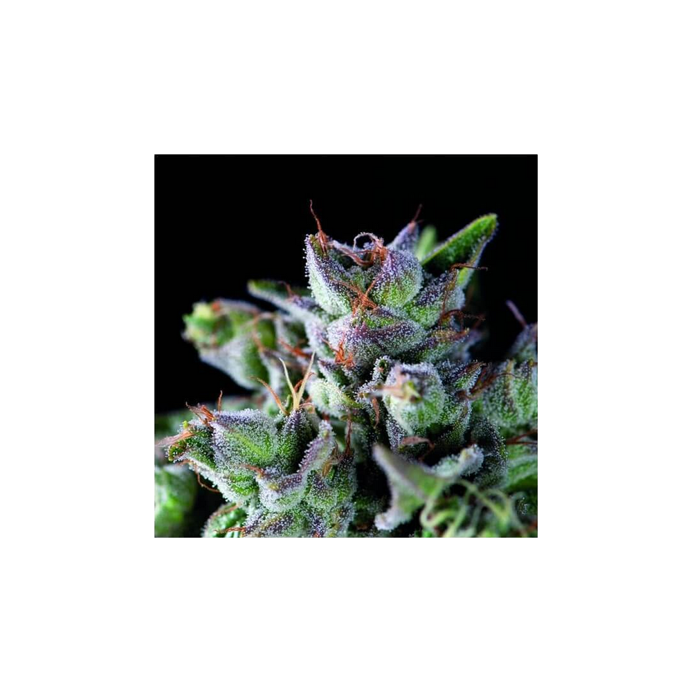 Pyramid Seeds Gorila Glue Feminisierte Hanfsamen