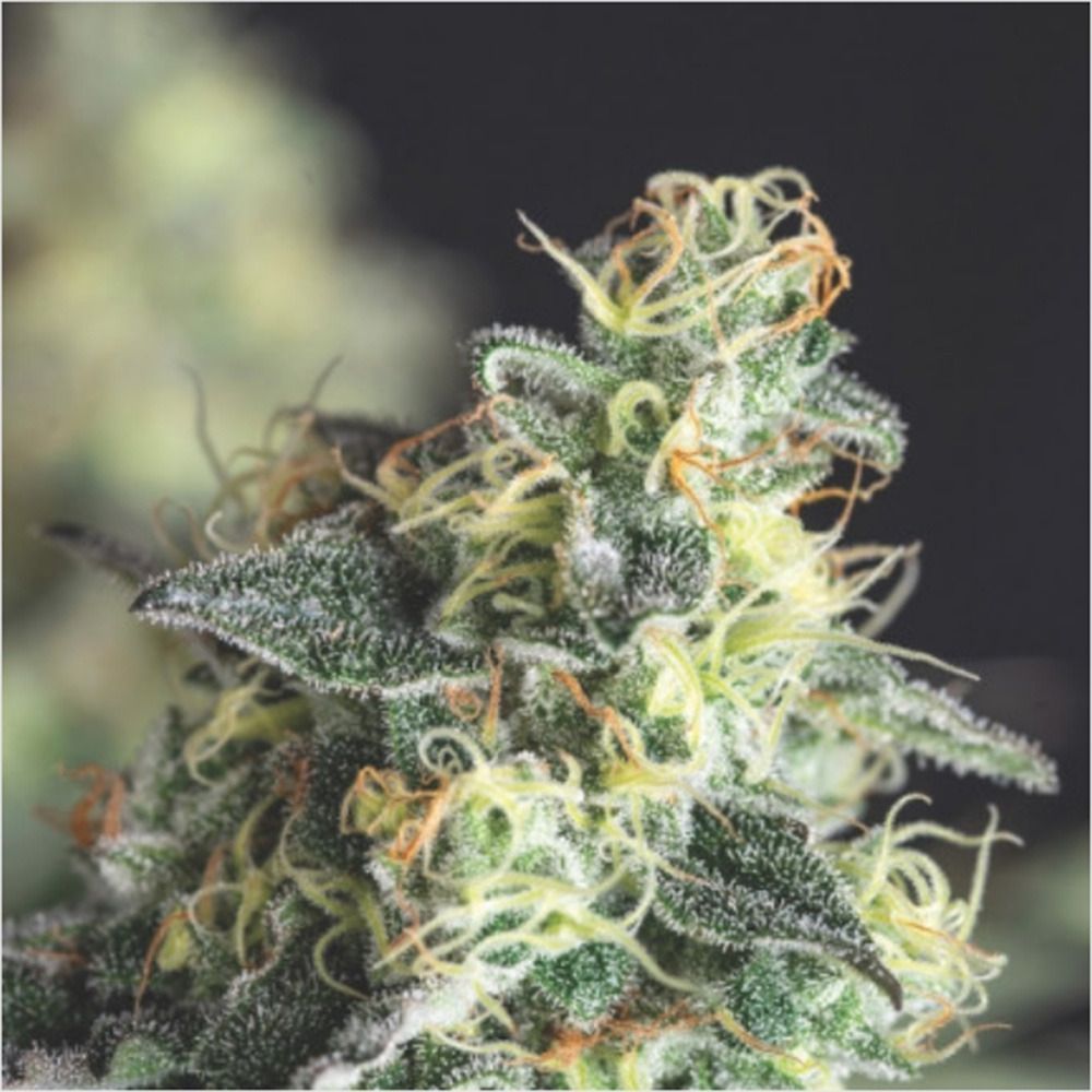 Pyramid Seeds Lemmon Larry OG Feminisierte Hanfsamen Cannabisblüte