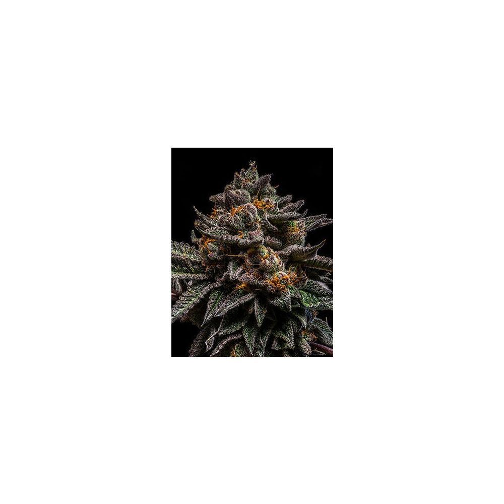 Ripper Seeds Braincake