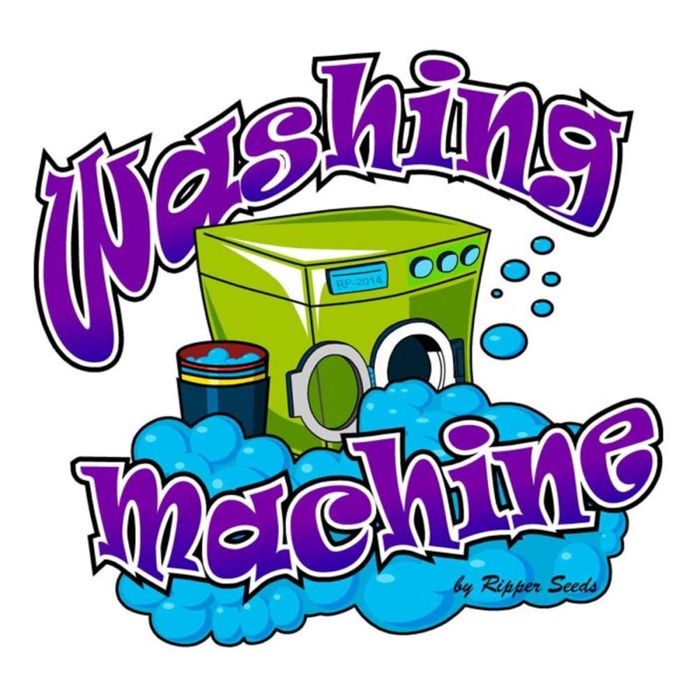Ripper Seeds Washing Machine Feminisierte Hanfsamen