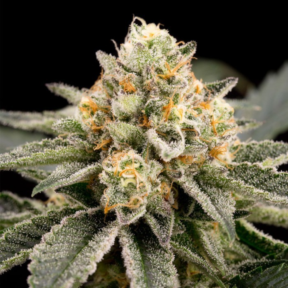 Ripper Seeds Zombie Bride Feminisierte Hanfsamen