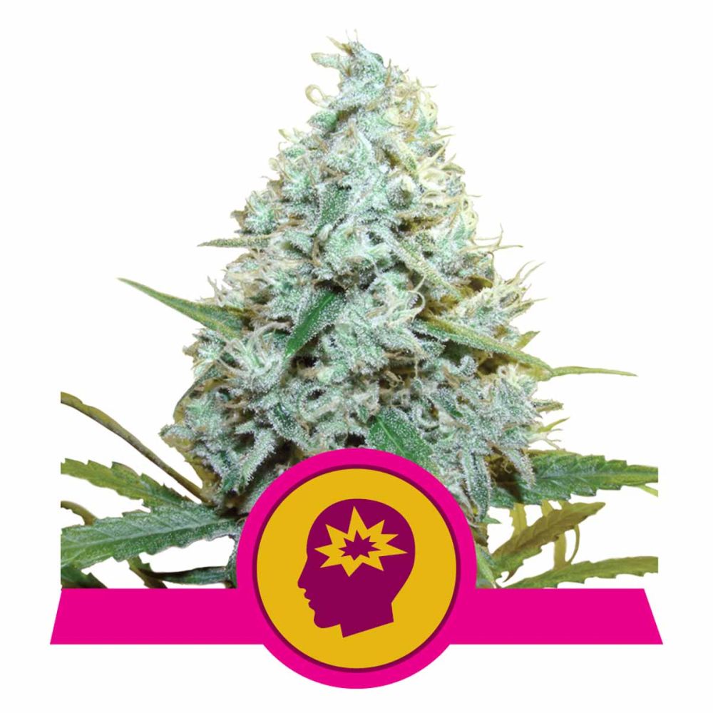 Royal Queen Seeds AMG feminisierte Hanfsamen