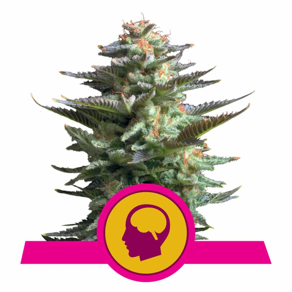 Royal Queen Seeds Amnesia Haze feminisierte Hanfsamen