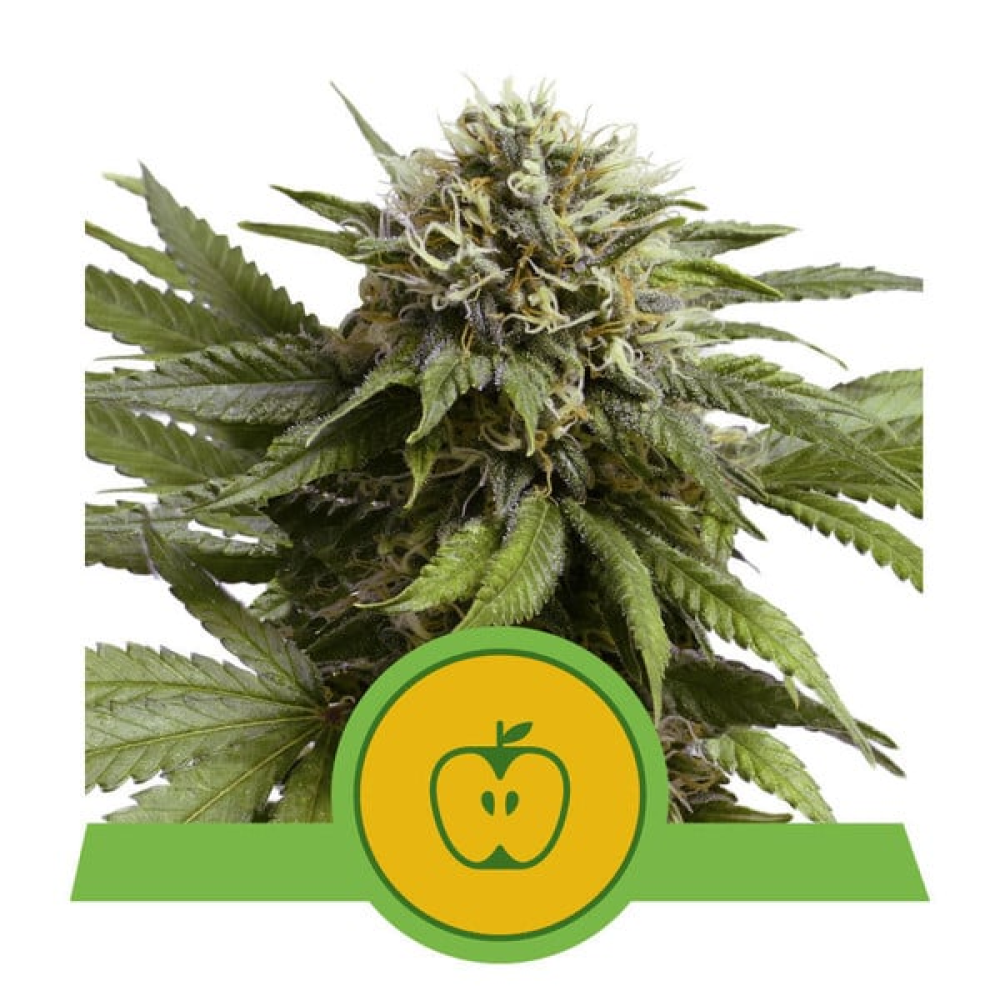 Royal Queen Seeds Apple Fritter Automatic Hanfsamen