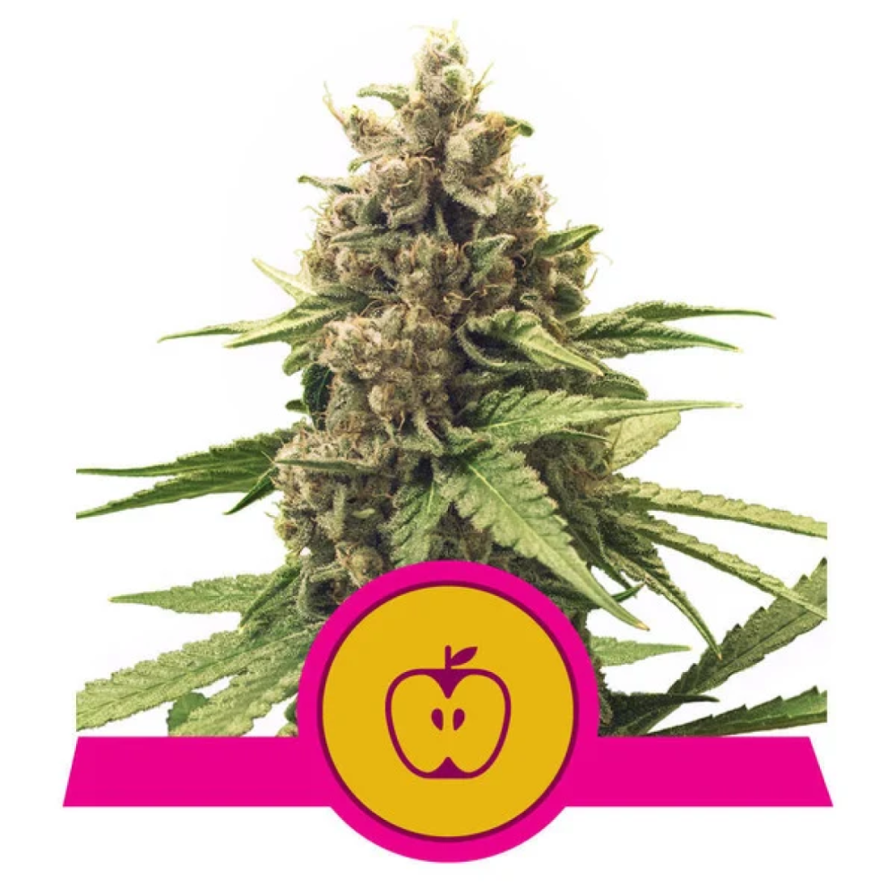 Royal Queen Seeds Apple Fritter Feminisierte Hanfsamen