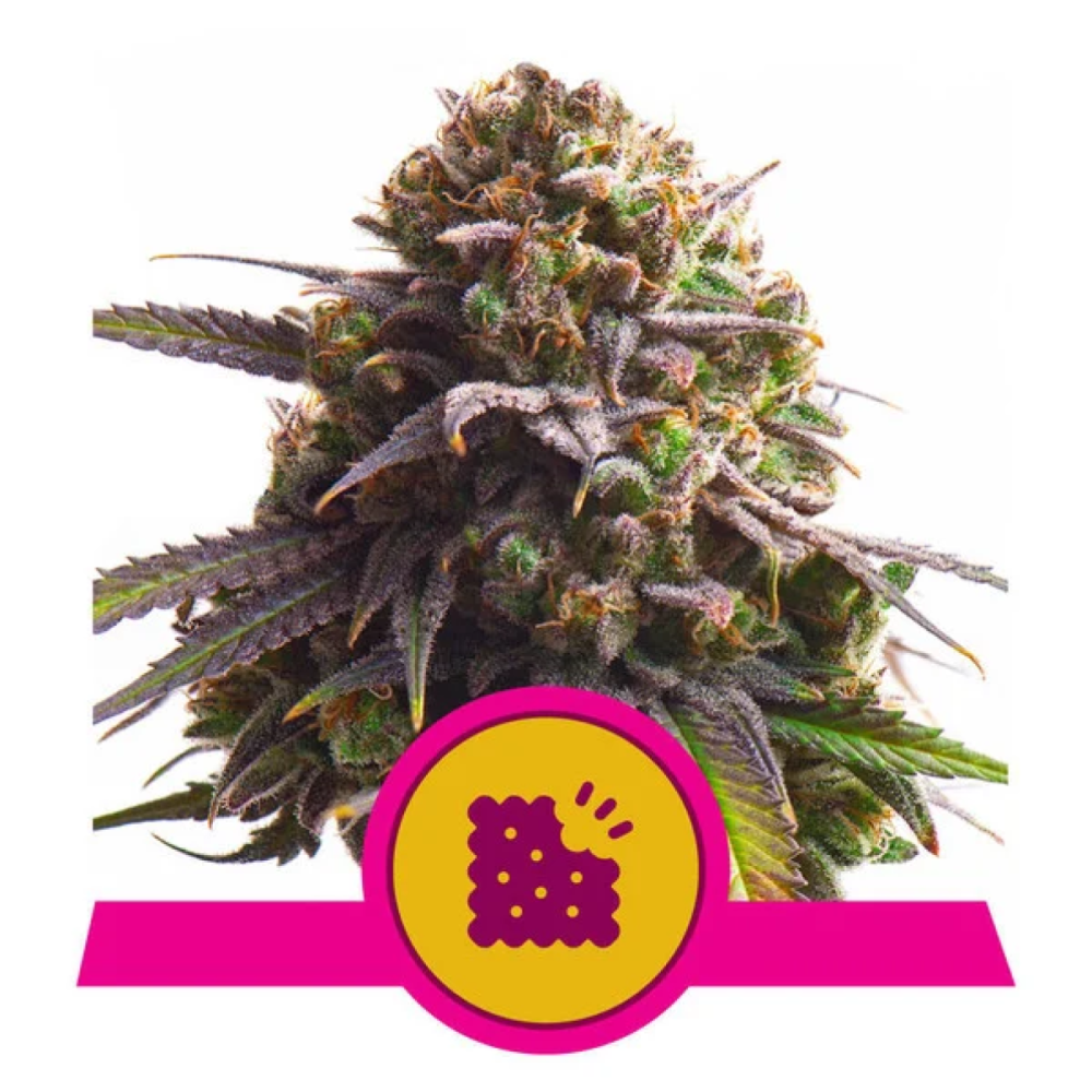 Royal Queen Seeds Biscotti Feminisierte Hanfsamen