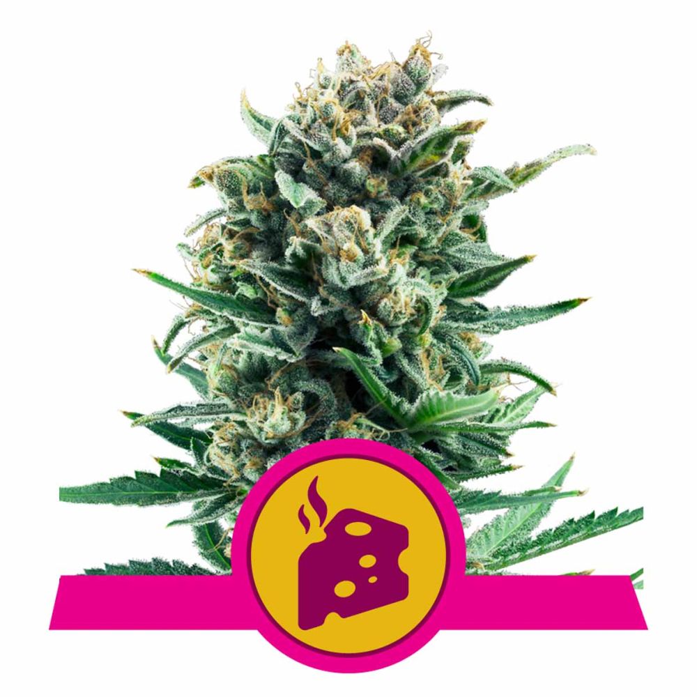 Royal Queen Seeds Blue Cheese feminisierte Hanfsamen