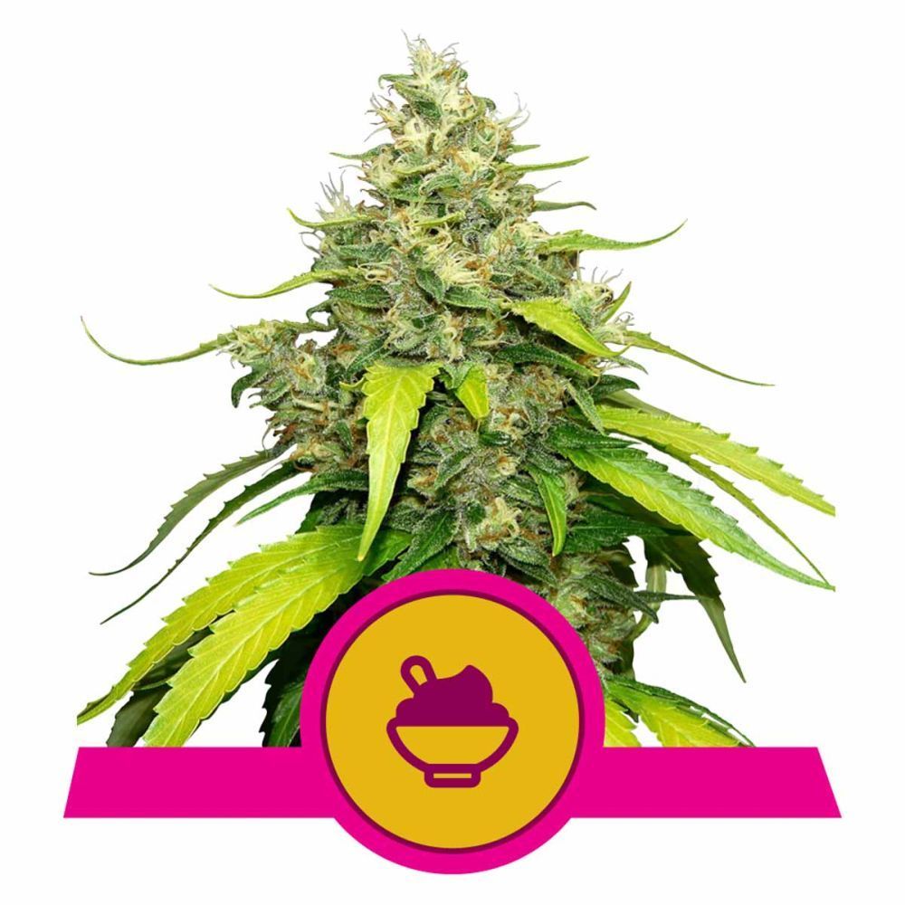 Royal Queen Seeds Blue Gelato feminisierte Hanfsamen