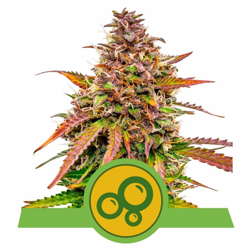 Royal Queen Seeds Bubble Kush Automatic Hanfsamen