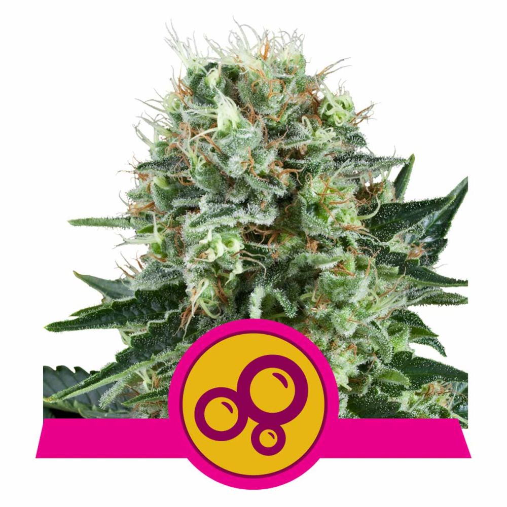 Royal Queen Seeds Bubble Kush feminisierte Hanfsamen