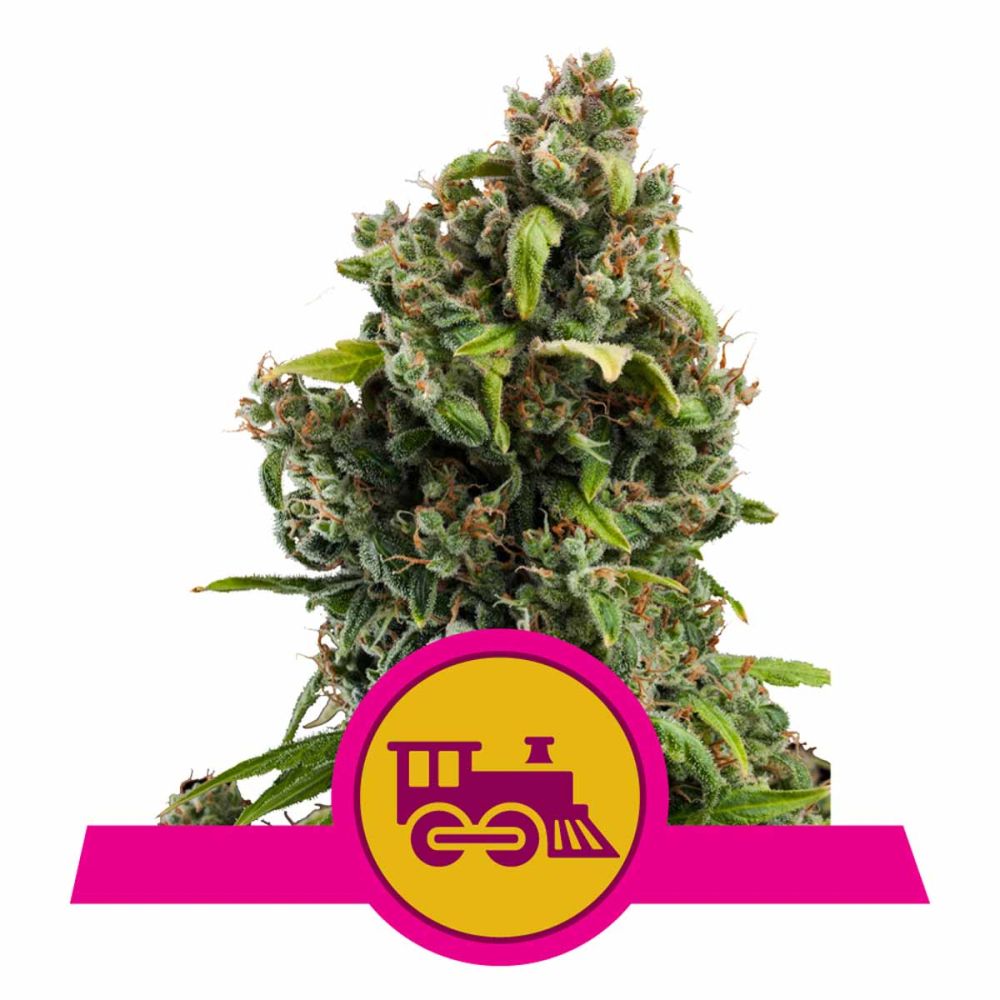 Royal Queen Seeds Candy Kush Express feminisierte Hanfsamen