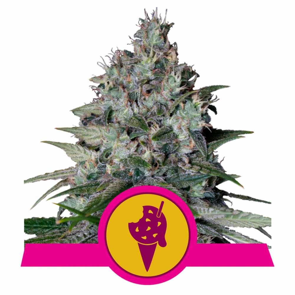 Royal Queen Seeds Cookies Gelato feminisierte Hanfsamen