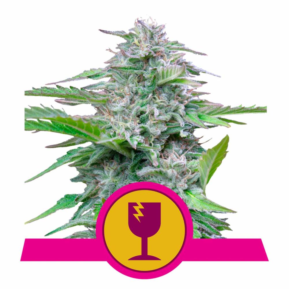 Royal Queen Seeds Critical feminisierte Hanfsamen