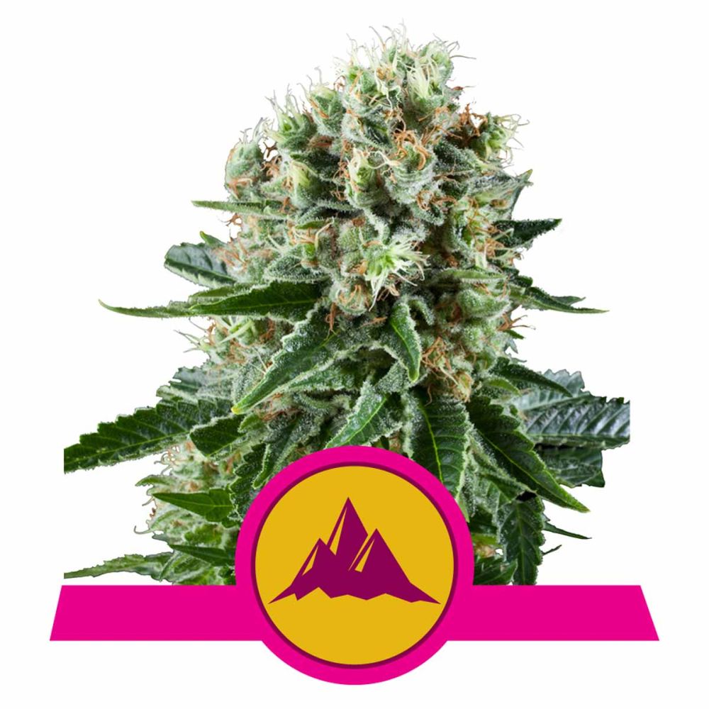 Royal Queen Seeds Critical Kush feminisierte Hanfsamen