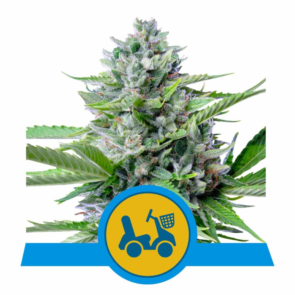 Royal Queen Seeds Fast Eddy CBD Automatic Hanfsamen