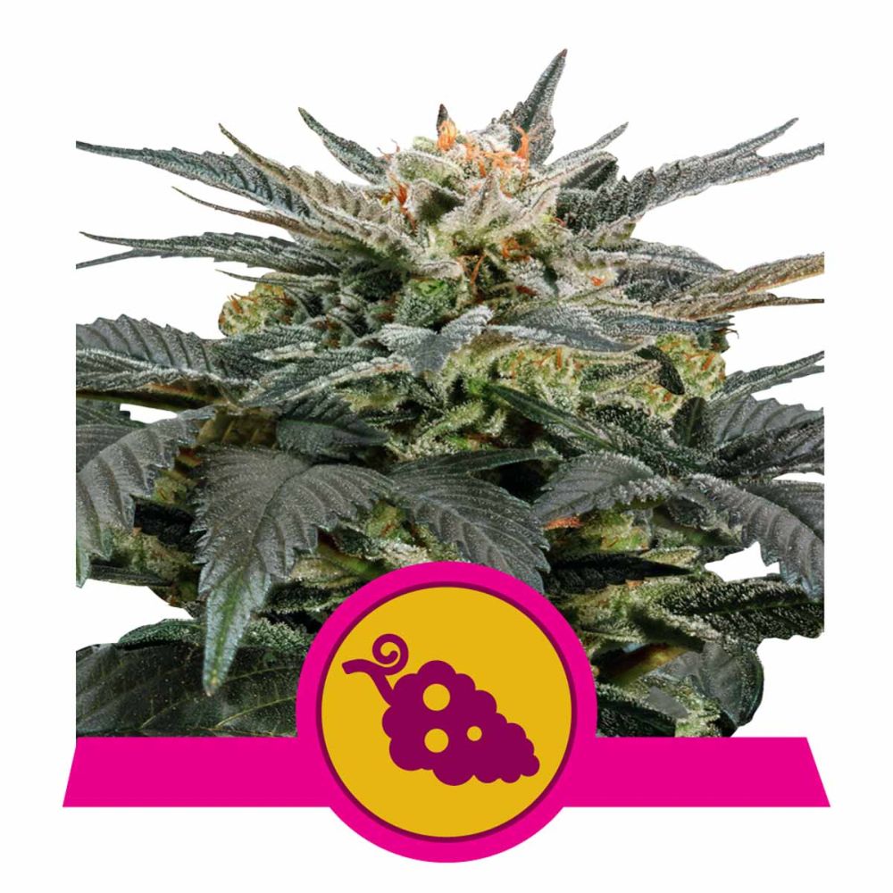 Royal Queen Seeds Fruit Spirit feminisierte Hanfsamen