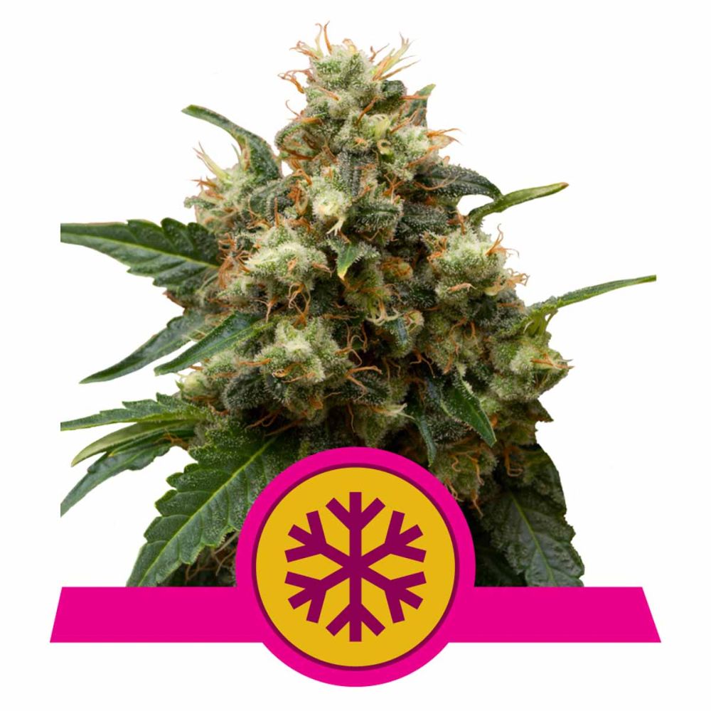 Royal Queen Seeds ICE feminisierte Hanfsamen